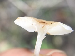 Crinipellis subtomentosa