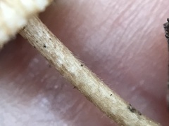 Crinipellis subtomentosa