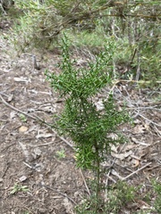Colletia spinosissima