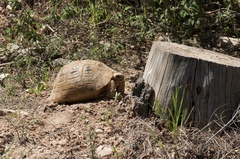 Testudo graeca