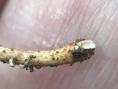 Crinipellis subtomentosa