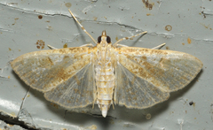 Palpita freemanalis