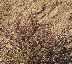 Eriogonum baileyi baileyi