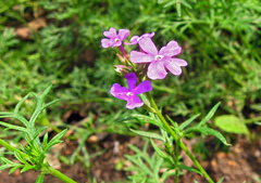 Glandularia aristigera