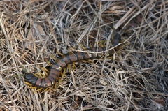 Scolopendra