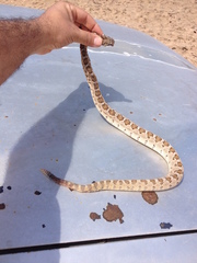 Crotalus enyo