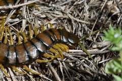 Scolopendra
