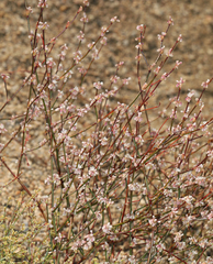Eriogonum baileyi baileyi