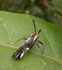 Thyrsophorinae