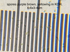 Hypholoma lateritium