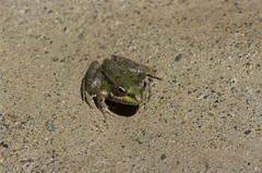 Pelophylax saharicus