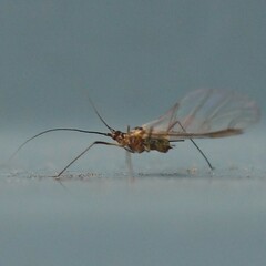 Macrosiphini