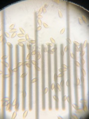 Hebeloma crustuliniforme
