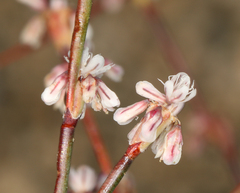 Eriogonum baileyi baileyi