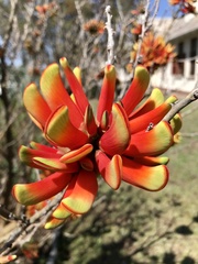 Erythrina acanthocarpa