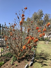 Erythrina acanthocarpa
