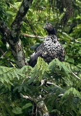 Anhima cornuta