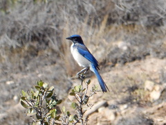 Aphelocoma insularis