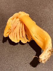 Hygrocybe acutoconica