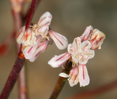 Eriogonum baileyi baileyi