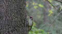 Picus viridis