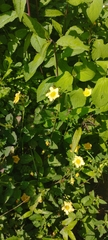 Sida abutifolia
