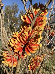 Erythrina acanthocarpa