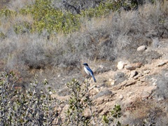 Aphelocoma insularis