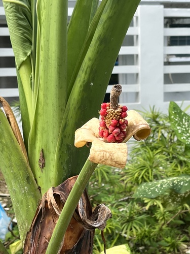 Alocasia macrorrhizos
