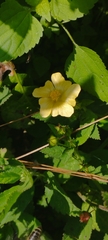 Sida abutifolia