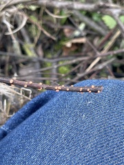 Nectria cinnabarina
