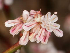 Eriogonum baileyi baileyi