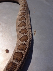 Crotalus enyo