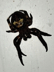 Araneus saevus