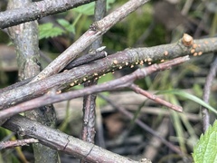 Nectria cinnabarina