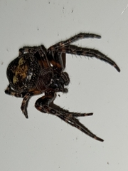 Araneus saevus