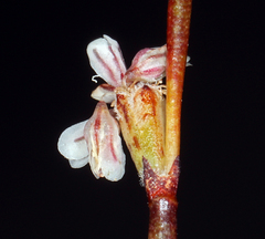 Eriogonum baileyi baileyi