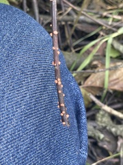 Nectria cinnabarina