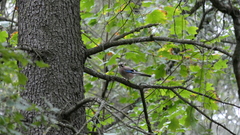 Garrulus glandarius