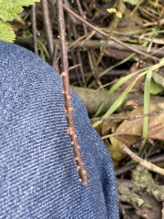 Nectria cinnabarina