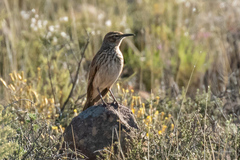 Certhilauda subcoronata