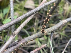 Nectria cinnabarina