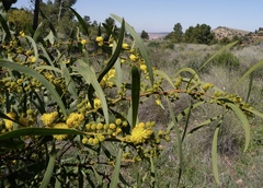 Acacia saligna image