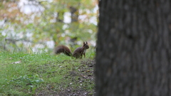 Sciurus vulgaris