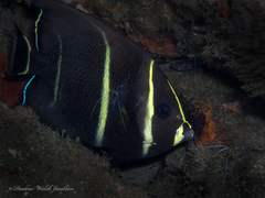 Pomacanthus arcuatus