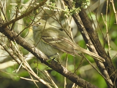 Elaenia
