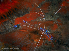 Ancylomenes pedersoni