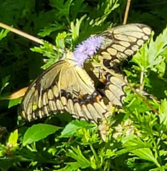 Papilioninae