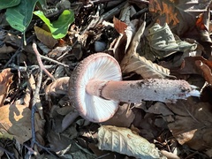 Amanita rubescens