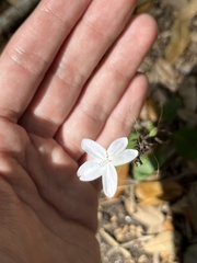 Pseuderanthemum